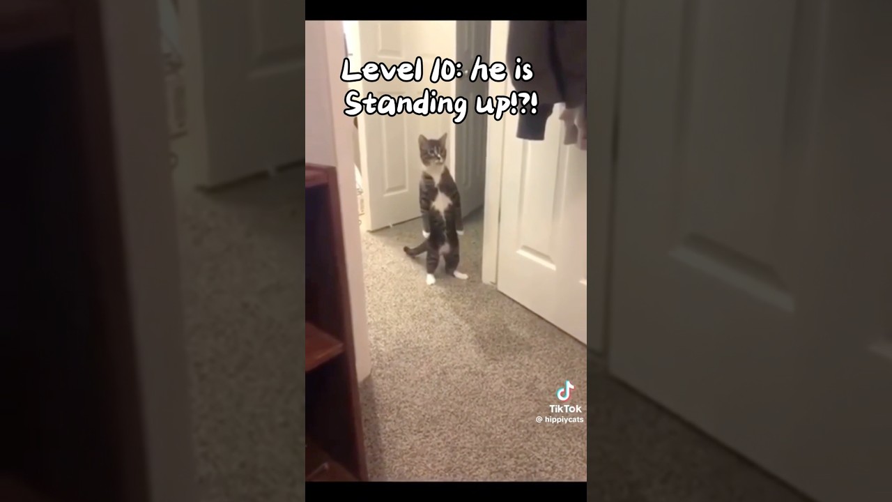 Cats getting more human like ❤️ 🙀