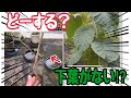 下葉がないウンベラータどーする?