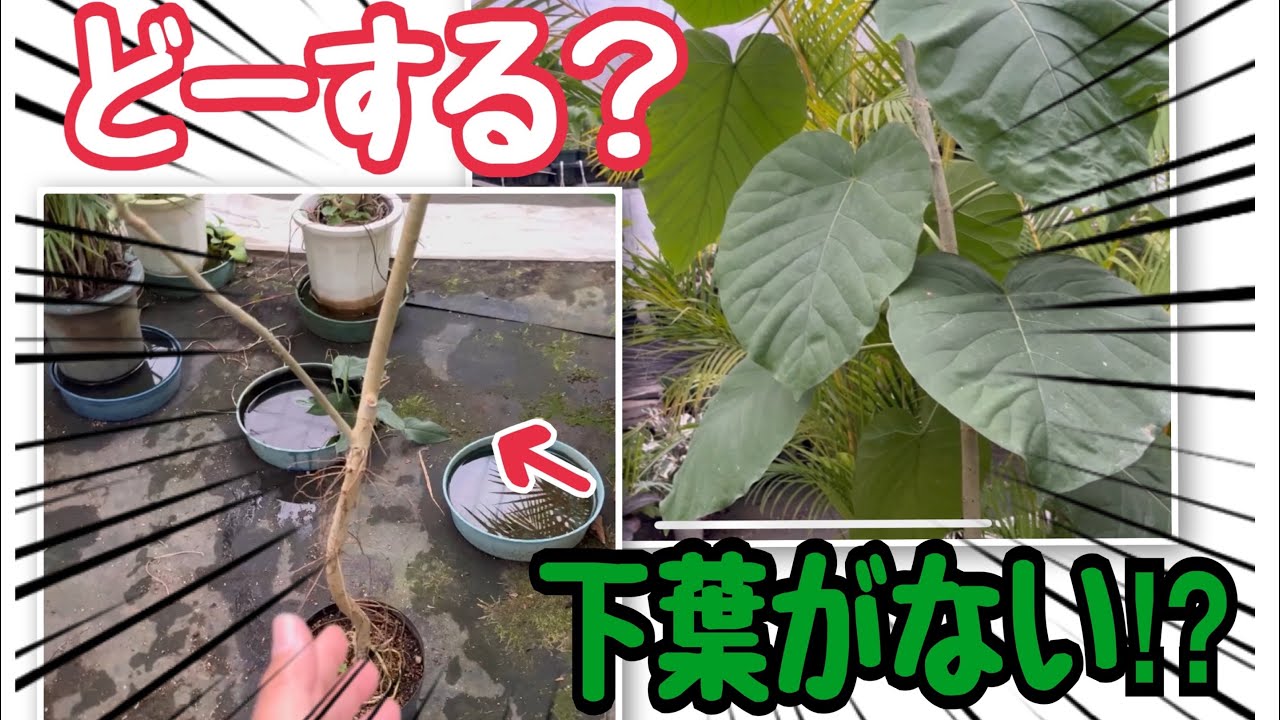 下葉がないウンベラータどーする？