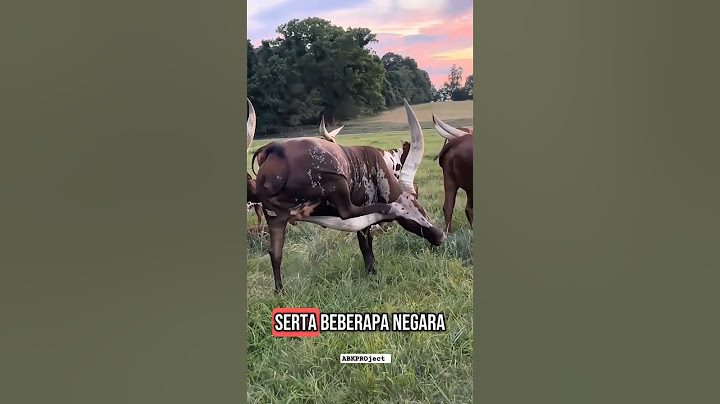orang terkaya punya sapi watusi