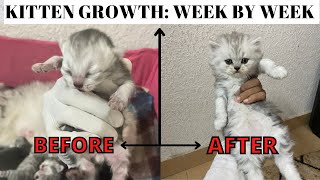 How persian newborn kitten grows? | 0 to 40 Days Journey