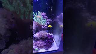Albys aqua nano 40