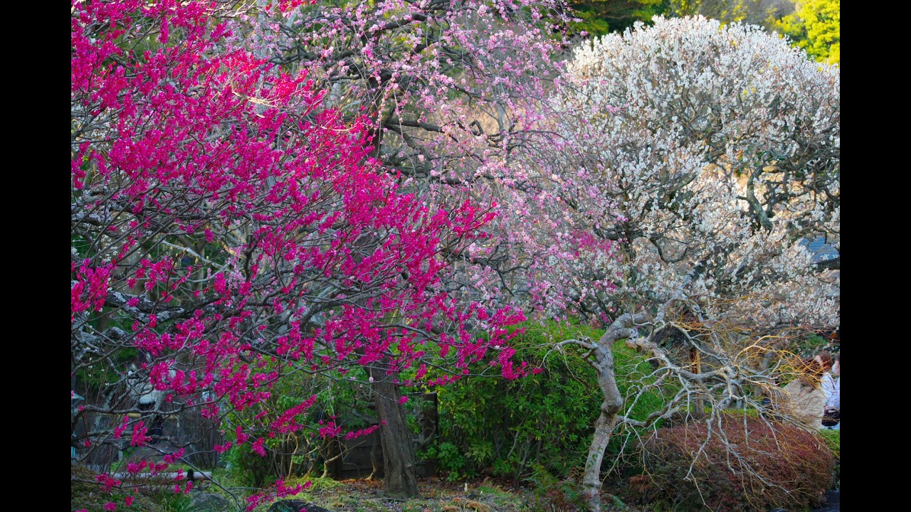 2026/02/22   長谷寺の梅