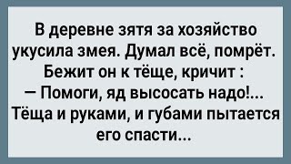 Как Зятя За Хозяйство Змея Укусила! Сборник Свежих Анекдотов! Юмор!