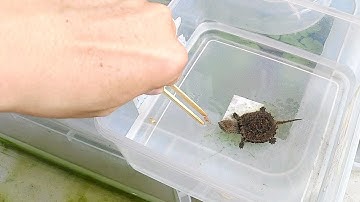 Vlog #93 | Ngày Ăn Cá Đầu Tiên Của Rùa Florida Snapping Và Ngôi Nhà Mới