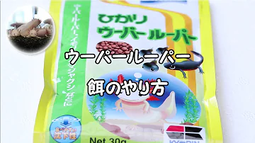 ウーパールーパ飼い方 Mp3 ウーパールーパ飼い方 Mp3