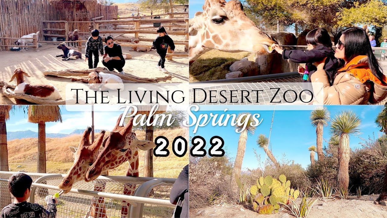 2022 🦒 🌴 Palm Springs The Living Desert Zoo and Gardens｜棕櫚泉可以餵長頸鹿的動物園
