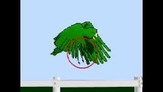 How Birds' Wings Operate