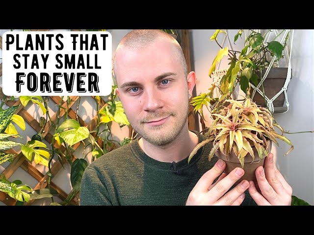 Tiny Houseplants That Stay Small Forever - YouTube