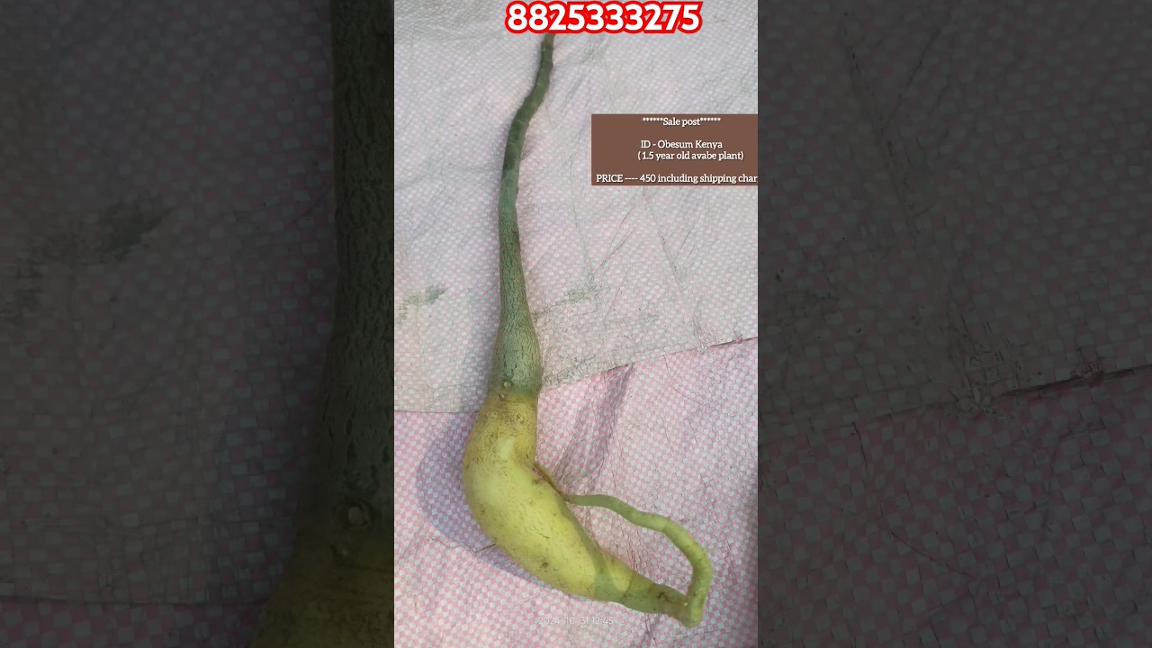 Obesum Kenya1.5 year old  