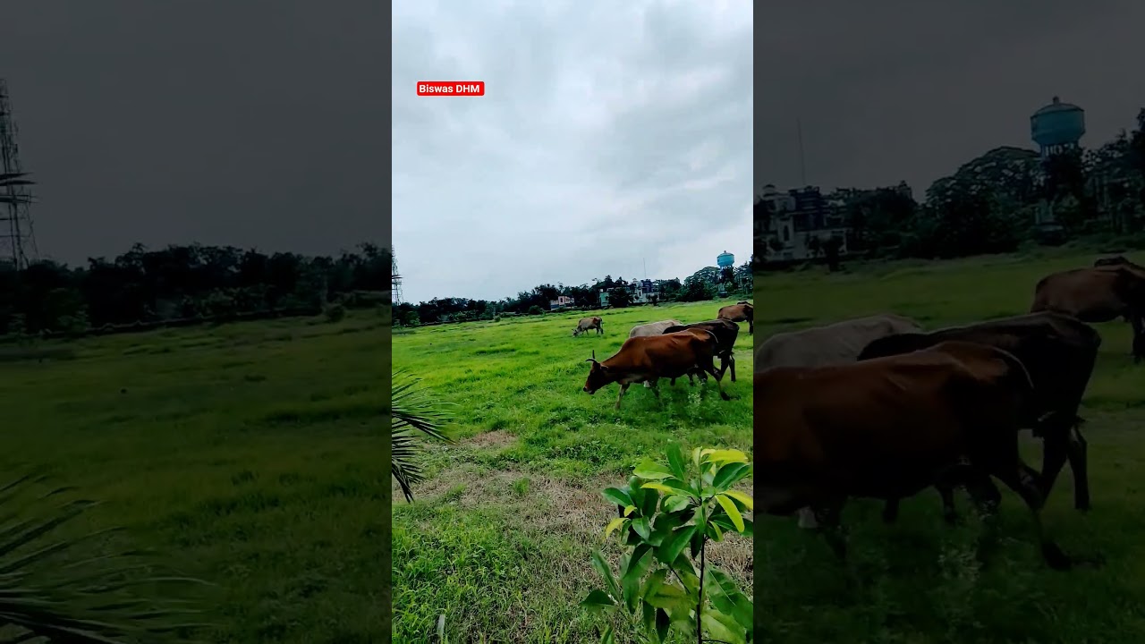 Cows eating grass in the college grounds look very beautiful