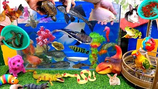 Catch Cute Animals, Rainbow Chicken, Rabbit, Turtle, Catfish, Crocodile, Centipede, Goldfish