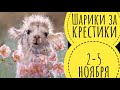 Шарики за крестики 😜 // 2-5 ноября // Моя новая лампа