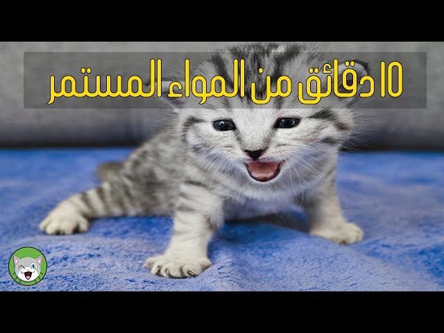 10 دقائق مواء القطط - يجعل القطط تسترخي - YouTube