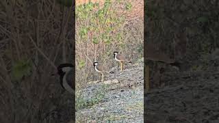 Red wanttled lapwing( Venellus indicus)