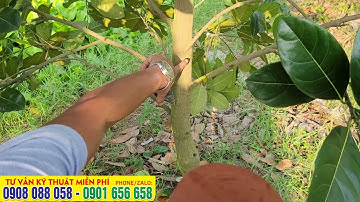 Cách tỉa cành, bấm đọt mít