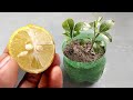 How to plant lemon seeds easily at home | Grow Lemon From Seeds