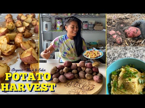 JULY 2020 POTATO HARVEST! Harvesting Organic Potatoes in a Back to Eden