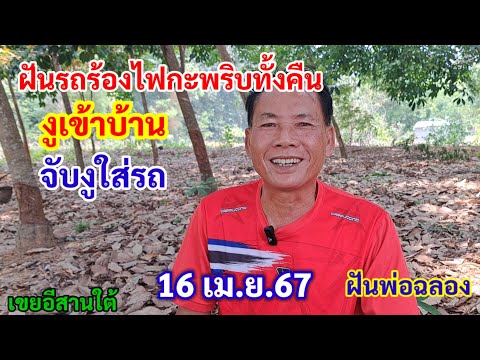 ฝัน รถร้องไฟกะพริบทั้งคืน งูเข้าบ้าน จับงูใส่รถ 16/4/67 ฝันพ่อฉลอง