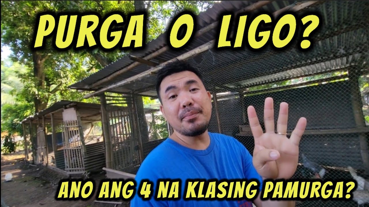 Pag purga o pag paligo? Alin ang dapat mauna?