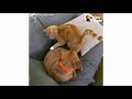Hidden Camera Catches Cat Comforting Anxious Dog While Family's Away | The Dodo Odd Couples