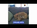 Hidden Camera Catches Cat Comforting Anxious Dog While Family's Away | The Dodo Odd Couples
