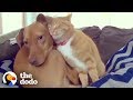 Hidden camera catches cat comforting anxious dog while familys away  the dodo odd couples