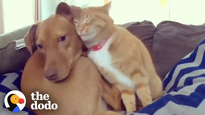 Hidden Camera Catches Cat Comforting Anxious Dog While Family's Away | The Dodo Odd Couples - DayDayNews