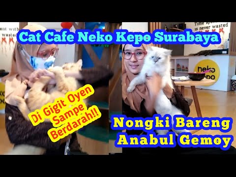 Cat Cafe Neko Kepo Surabaya - YouTube
