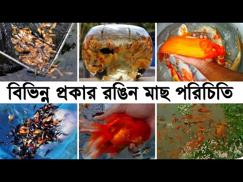 ভিডিও: বিভিন্ন ধরণের মাছ। লাল মাছের জাত