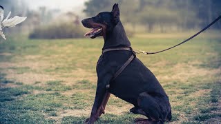 How to Handle Doberman Pinscher s Fear of the Groomer?