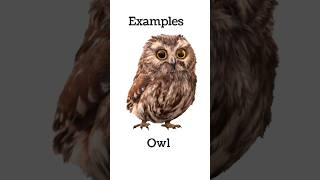 Nocturnal Animals Night-Time Animal Superpowers