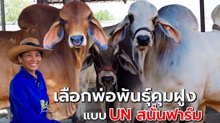 การเลือกพ่อพันธุ์คุมฝูงในแบบ UN สนั่นฟาร์ม สโนว์V8 206/8 มีน้ำเชื้อขายแล้ว