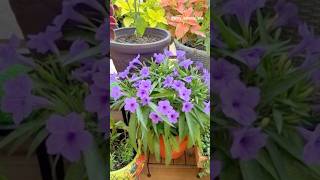 Mexican petunia in full bloom 🪴❤️ #plants #garden #gardening #flowers #plantlove #pottedplants