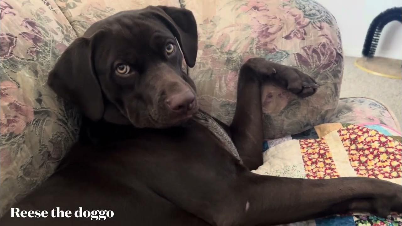 Dog swats camera them plays dead. Just another funny dog video from