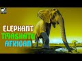 सबसे शक्तिशाली और सबसे ज्यादा चलने वाला जानवर हाथी कि दुनिया | Elephant of Mashatu African Episode 1