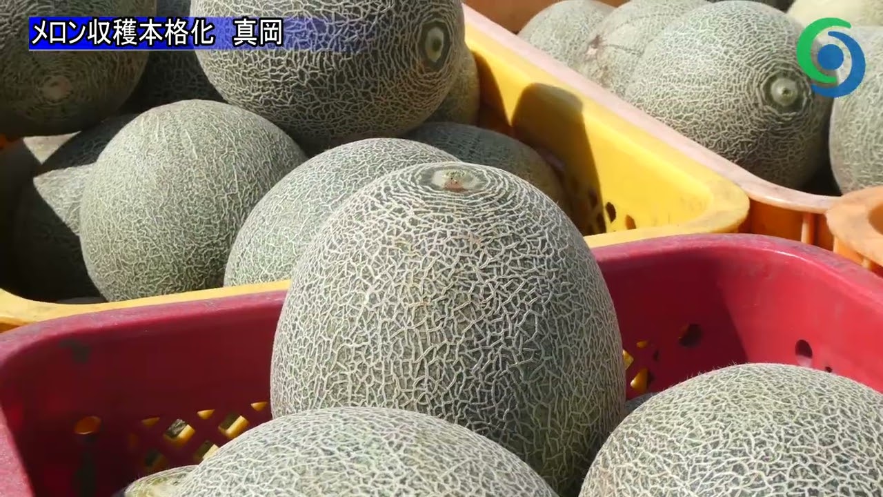 まめ　メロン① やまさき ゆめメロン | 藤木農園