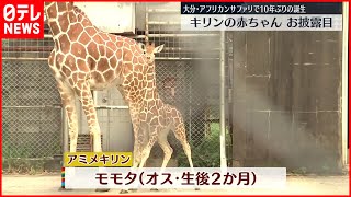 【お披露目】キリンの赤ちゃん  アフリカンサファリで10年ぶりの誕生  大分・宇佐市