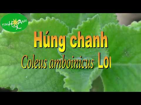 Video: Thực vật thuộc bộ Coleus: Mẹo chăm sóc cho Coleus