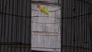 Download Lagu Lovebird gacor #shorts #burung #lovebird MP3 Download Lagu Lovebird gacor #shorts #burung #lovebird MP3