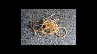 Worms In Stool Parasite Infestation In Cat Deworm Ur Cat Regularly Otherwise Cause Major Issues