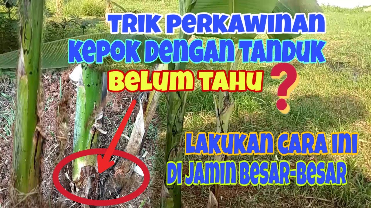 CARA MENANAM PISANG PERKAWINAN TUNAS PISANG KEPOK DENGAN PISANG TANDUK YouTube