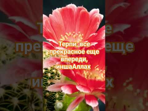 #терпение #прекрасное #мир