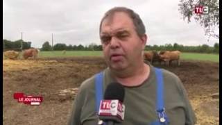 Agriculture: crise de la viande bovine!