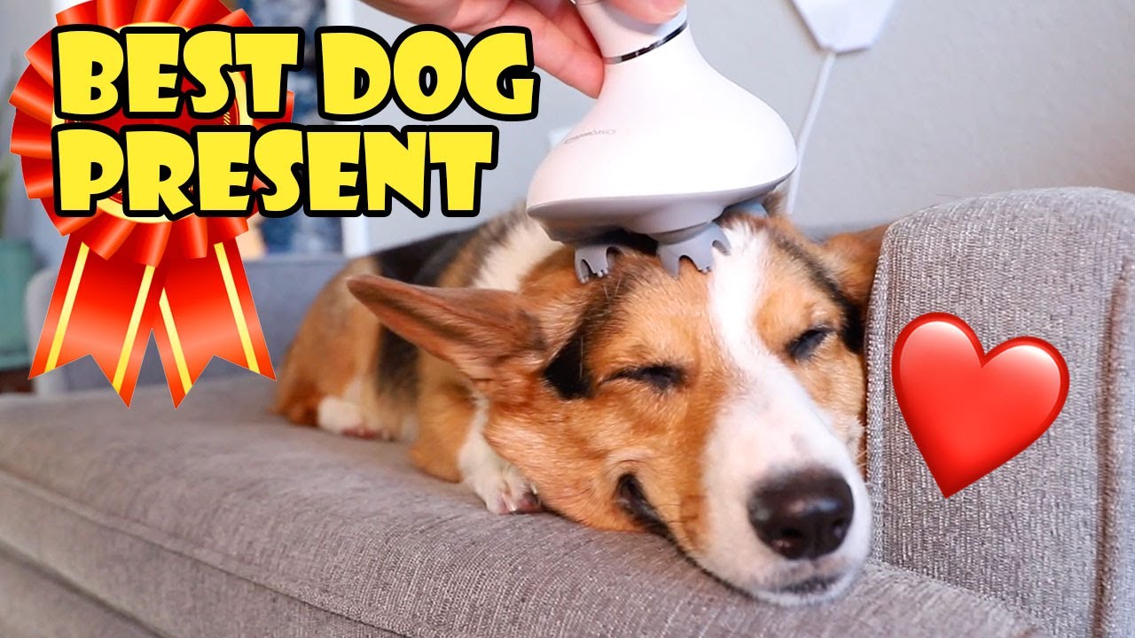 CORGI Xmas Present REACTION to Scalp Massager || Life After College: Ep. 722