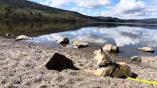 Cairn Terrier Dog Explores Beautiful Scottish Scenery