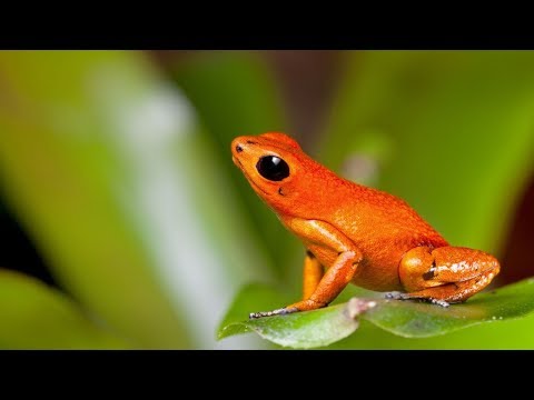 Video: Šta jede žaba? Vrste žaba. Žaba u prirodi