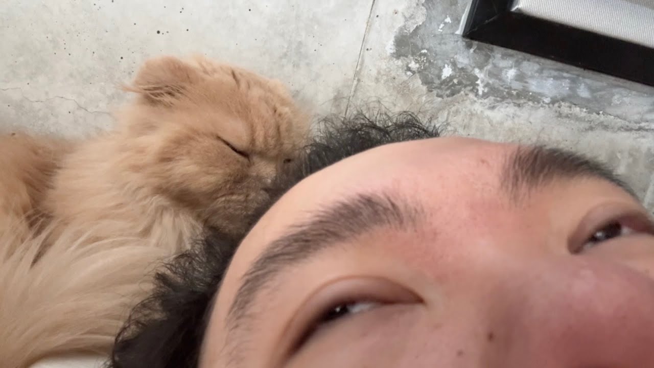 肉じゃが堪能したり、犬と猫堪能したり、白和え堪能したり。