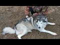 The  Alaskan Malamute dog enjoying grooming || The DogTube