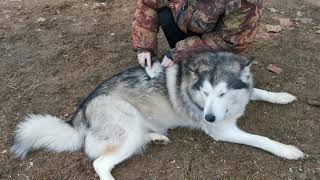 The Alaskan Malamute Dog Enjoying Grooming The Dogtube